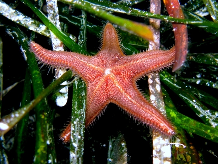 Guida allidentificazione del genere Astropecten